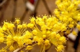 (수원역출발) ITX-새마을 - 봄꽃의 전령사! 섬진강매화꽃 & 구례 산수유꽃 여행(당일)