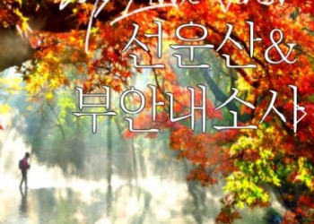 (수원역출발)새마을호 - 고창 선운사 가을단풍 & 부안 내소사 * 전나무 숲길 여행 (당일)