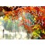 (수원역출발)새마을호 - 고창 선운사 가을단풍 & 부안 내소사 * 전나무 숲길 여행 (당일)