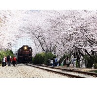KTX- 진해군항제 기차여행(당일)-06:03 출발