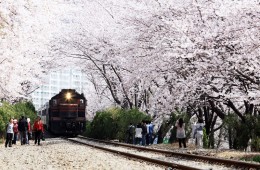 KTX- 진해군항제 기차여행(당일)-06:03 출발