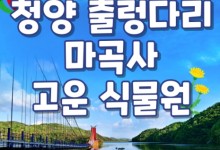 [KTX] 청양호 출렁다리 & 공주마곡사 당일여행-중식제공