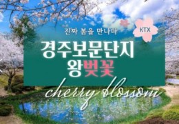 KTX - 경주 보문단지 왕벚꽃 & 부산 명소 탐방 & 해운대 해변열차 & 태종대 여행 (1박2일)