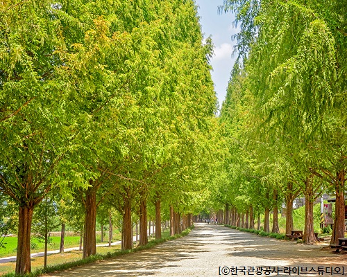 [수서출발-당일]대나무 명소 담양(죽녹원/가로수길/소쇄원) 즐기기!