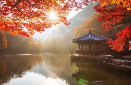 [수원역출발]새마을 - 가을여행의 1번지!! 내장산(내장사)가을단풍 여행(당일)-07:03