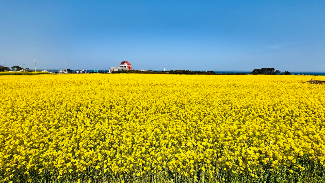 [국악와인열차/1박2일] 4월 11~12일 울산/포항 푸른바다와 유채꽃!