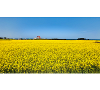 [국악와인열차/1박2일] 4월 11~12일 울산/포항 푸른바다와 유채꽃!