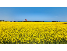 [국악와인열차/1박2일] 4월 11~12일 울산/포항 푸른바다와 유채꽃!