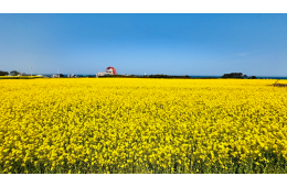 [국악와인열차/1박2일] 4월 11~12일 울산/포항 푸른바다와 유채꽃!