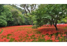 [국악와인열차] 9월 29일 정읍 장금이파크 / 고창 선운사 상사화