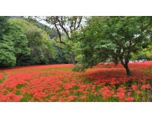 [국악와인열차] 9월 29일 정읍 장금이파크 / 고창 선운사 상사화