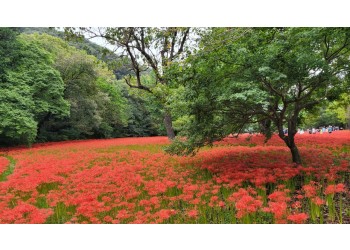 [국악와인열차] 9월 29일 정읍 장금이파크 / 고창 선운사 상사화