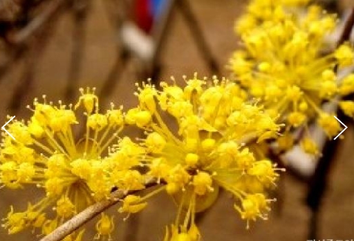 KTX - 봄꽃의 전령사! 섬진강 매화꽃 & 구례 산수유꽃 여행 (당일)