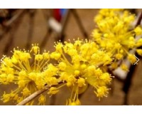 KTX - 봄꽃의 전령사! 섬진강 매화꽃 & 구례 산수유꽃 여행 (당일)