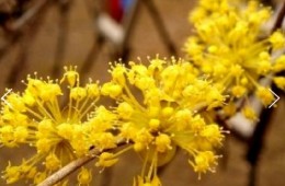 KTX - 봄꽃의 전령사! 섬진강 매화꽃 & 구례 산수유꽃 여행 (당일)