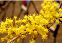 KTX - 봄꽃의 전령사! 섬진강 매화꽃 & 구례 산수유꽃 여행 (당일)