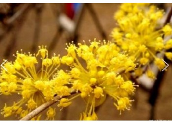 KTX - 봄꽃의 전령사! 섬진강 매화꽃 & 구례 산수유꽃 여행 (당일)