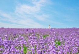 (수원출발)새마을호 - 보랏빛 꽃천지!! 정읍 허브원 라벤더꽃 & 담양죽녹원 & 메타세콰이어 여행(당일)