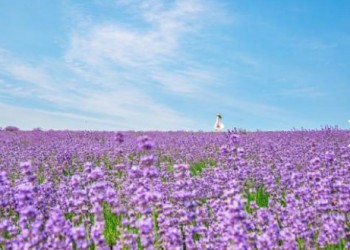(수원출발)새마을호 - 보랏빛 꽃천지!! 정읍 허브원 라벤더꽃 & 담양죽녹원 & 메타세콰이어 여행(당일)