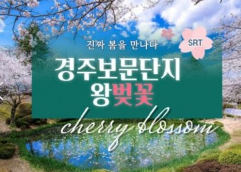 SRT - 경주 보문단지 왕벚꽃 & 부산명소 & 태종대 여행(1박2일)