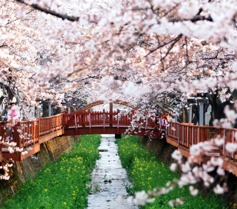 [KTX] 벚꽃의 정석! 진해 벚꽃 하루 기차여행 (당일)