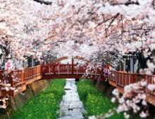 [KTX] 벚꽃의 정석! 진해 벚꽃 하루 기차여행 (당일)