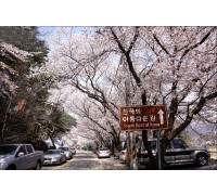 KTX- 하동 십리벚꽃길+화개장터 & 남원 명소 기차여행(당일)