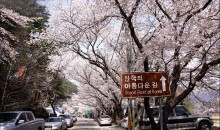 KTX- 하동 십리벚꽃길+화개장터 & 남원 명소 기차여행(당일)