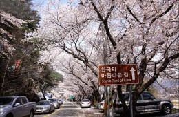 KTX- 하동 십리벚꽃길+화개장터 & 남원 명소 기차여행(당일)