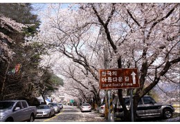 KTX- 하동 십리벚꽃길+화개장터 & 남원 명소 기차여행(당일)