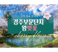 SRT - 봄꽃의 대향연!! 경주 보문단지 왕 벚꽃 여행(당일)