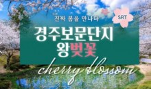 SRT - 봄꽃의 대향연!! 경주 보문단지 왕 벚꽃 여행(당일)