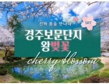 SRT - 봄꽃의 대향연!! 경주 보문단지 왕 벚꽃 여행(당일)