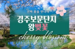 SRT - 봄꽃의 대향연!! 경주 보문단지 왕 벚꽃 여행(당일)