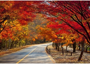 ITX새마을- 내장산조각공원ㆍ내장산단풍 기차여행(당일) _ 08:44출발