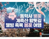 KTX - 계룡산 동학사 벚꽃 & 계족산 황톳길 & 웰빙 족욕 봄꽃여행(당일)
