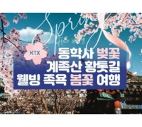 KTX - 계룡산 동학사 벚꽃 & 계족산 황톳길 & 웰빙 족욕 봄꽃여행(당일)