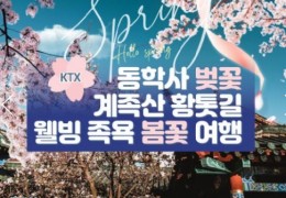KTX - 계룡산 동학사 벚꽃 & 계족산 황톳길 & 웰빙 족욕 봄꽃여행(당일)