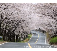 ♥봄꽃♥[KTX+버스]섬진강 하동 십리벚꽃길+전주한옥마을