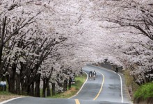 ♥봄꽃♥[KTX+버스]섬진강 하동 십리벚꽃길+전주한옥마을
