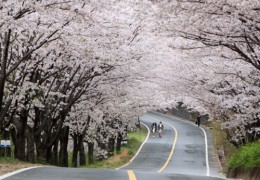 ♥봄꽃♥[KTX+버스]섬진강 하동 십리벚꽃길+전주한옥마을