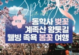 [동대구역출발]KTX - 계룡산 동학사 벚꽃 & 계족산 황톳길 & 웰빙 족욕 봄꽃여행(당일)