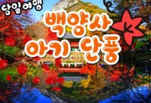 KTX - 천년 고찰!! 백양사 애기 가을단풍 여행(당일)