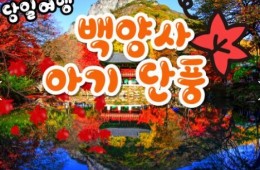 KTX - 천년 고찰!! 백양사 애기 가을단풍 여행(당일)