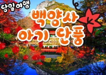 KTX - 천년 고찰!! 백양사 애기 가을단풍 여행(당일)