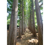 [국악와인열차] 4월 18일 익산 아가페정원+미륵사지 / 부안 내소사+곰소젓갈단지