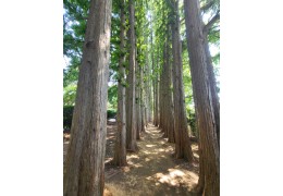 [국악와인열차] 4월 18일 익산 아가페정원+미륵사지 / 부안 내소사+곰소젓갈단지