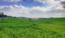 [국악와인열차] 4월 19일 익산 미륵사지 / 고창 청보리밭