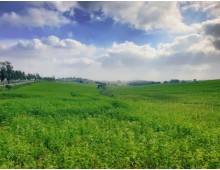 [국악와인열차] 4월 19일 익산 미륵사지 / 고창 청보리밭