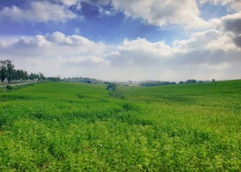 [국악와인열차] 4월 19일 익산 미륵사지 / 고창 청보리밭